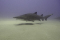 Pregnant ragged tooth sharks come to a shallow reef at Sodwana Bay every year.  The sand whipped up by the fairly strong surge makes a haze curtain through which the shark submarines appear one after the other.  10-20mm lens.