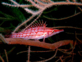 longnose hawk fish @ kontiki wall, maribago, lapu-lapu city, cebu, philippines