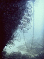 Shot at the wreck of 'Sharkem'