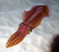 My first squid shot in a night dive. Black Rock, Maui. 