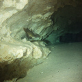 catfish and freshwater eel in the cavern at morrison springs