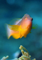 Red anemone fish at my favourite reef at Sodwana Bay with a 50mm macro lens.  