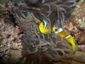 Clown fish on the Thistlegorm