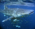 My first encounter with a whaleshark .... AWESOME!  Coral Bay - Western Australia