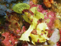 Warty frog fish. Apo Island, Philippines