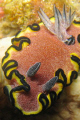 Nudibramch at Simon's Cave, Sodwana Bay.