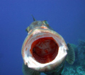 Grouper names Bob, loves interacting with divers and having his picture taken. He swan straight up to the camera and offered me this shot! 