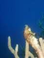 Longsnout seahorse photographed in Saba, Netherland Antilles. I like the image because it resembles a horse rearing up. The blue background is also quite pleasing to the eye.