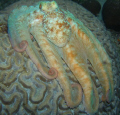 A brainy octopus.  Shot at night in front of our villa in Bonaire.