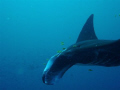 manta with pilotfish