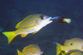 Brushing teeth at 7Mile reef, Sodwana Bay