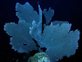 Sea Fan (Gorgonia ventalina), South-east of Dominican Republik