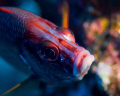 Squirrel fish taken near Bora Bora with 105mm macro lens