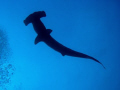 Hammerhead shark
Darwin - Galapagos