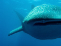 Whale Shark
Darwin - Galapagos