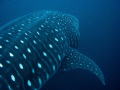 Whale Shark
Darwin - Galapagos