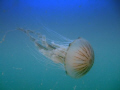 Free swimming jelly. Long tailed jelly fish. Photo taken in exmouth, descending onto the S.S. Bretagne on 02/06/07