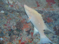 Hog fish on the Spiegel Grove off the Florida Keys