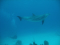 four dolphins joined our dive in grand turks.