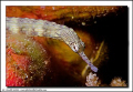 Yellow-banded pipefish - shot with 20D / 100mm macro, focusing manually as it swam along.