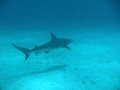 Black Tip Reef Shark taken at the Tongue of the Ocean 