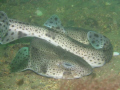 sleeping dog fish, taken off lamlash bay isle of arran scotlands west coast