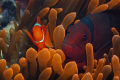 this one is in honor of fathers day...the old man and junior posing for the camera, taken at wakatobi