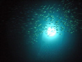 Glass fish at a port hole in Ghainnis D, Abu Nuhas