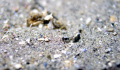 A baby founder hiding in the sand. Monterey Bay, CA