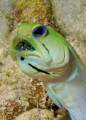 Male yellowhead jawfish with eggs in his mouth.  
Nikon D80, Nikon 60mm lens, Aquatica housing.