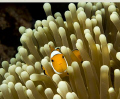 Anemone Fish in Wakatobi