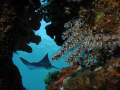 Spotted Eagle Ray, Mala Ramp Maui HI, Olympus C-3040z Light & Motion Tetra housing with Sea & Sea YS-90 Strobes