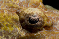 Crocfish Eyeball taken in Wakatobi