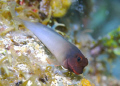 Red-lipped blenny.  
Nikon D-80, 60mm macro, Aquatica housing