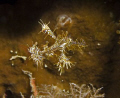 Ghost Pipefish in Wakatobi.