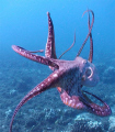 Taco (octopus), Airport Beach, Maui, Hi, Light & Motion Tetra Housing C3040z Olympus (2) Sea & Sea strobes.