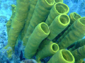 Nice sponge tubes at Mona Island taken with Fuji  F-40 