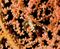 Pygmy Seahorse on a sea fan in Wakatobi