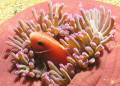 its a pink skunk hiding in his safe house. this is in Pulau Aur in Malaysia.