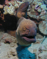 Close-up moray eels, Maui HI