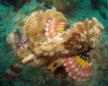 Scorpian Fish-Pompano Beach, Florida