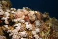 Smallscale Scorpionfish, Naama Bay