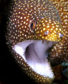 White Mouth Moray Eel. shot in Puerto Galera. C5060.