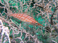 Hide and Seek, Sipadan Island. The hawk Fish is a difficult subject, this one just wouldn't settle for long subsequentlty a lot of blurred photos.