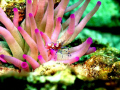 spotted cleaner shrimp emerging from his anemone. taken in Curacao