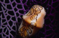 flamingo tongue, taken at grand cayman with nikonos v 