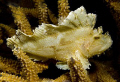 Leaf Fish at Wakatobi 