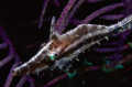 juvenile filefish taken in belize with nikonos v