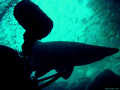 Waiting to exit - Fish Rock Cave - South West Rocks New South Wales Australia - A Grey Nurse Sanctuary.Depth aprox 14m