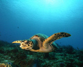 Sea Turtle, Cozumel Mexico